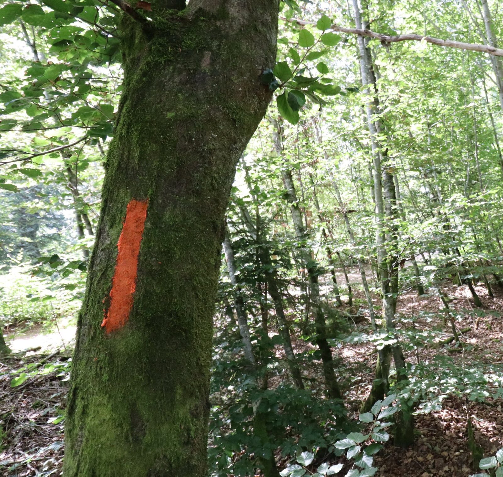 Waldmarkierung mit dem Rol'ink